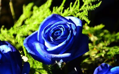 Ｂｌｕｅ Ｂｌｕｅ Ｒｏｓｅ